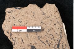Foto (Detailansicht) von Araucaria sternbergii Goeppert (NHMW-GEO-2024-0188-8271)